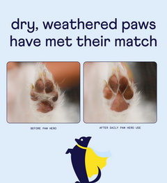 Before and after comparison of dog paw pads showing improvement from dry, cracked condition to healthier appearance after using paw care product.