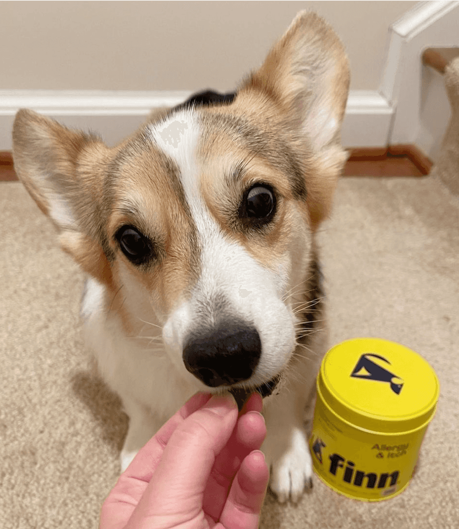 Dog with a yellow container labeled 'finn' on a carpeted floor.
