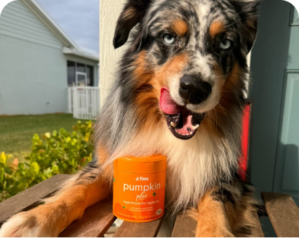 Australian Shepherd dog with orange and black fur sitting on wooden deck with orange pumpkin supplement container, tongue out and smiling