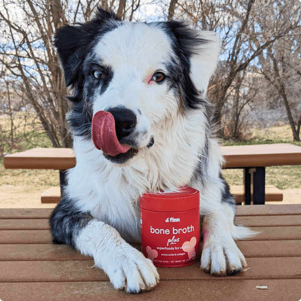 Black and white Australian Shepherd dog with tongue out sitting at wooden picnic table with red bone broth container