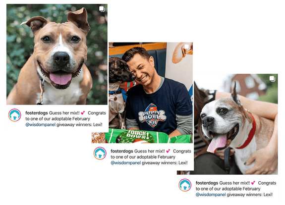 Three photos showing adoptable foster dogs - a tan pit bull type dog smiling, and a man in blue shirt holding a small dog, with social media congratulations text overlay.