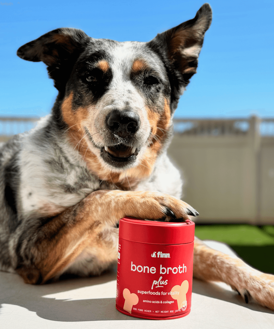 Happy mixed-breed dog with paw on red Finn bone broth plus container, sitting outdoors on sunny day