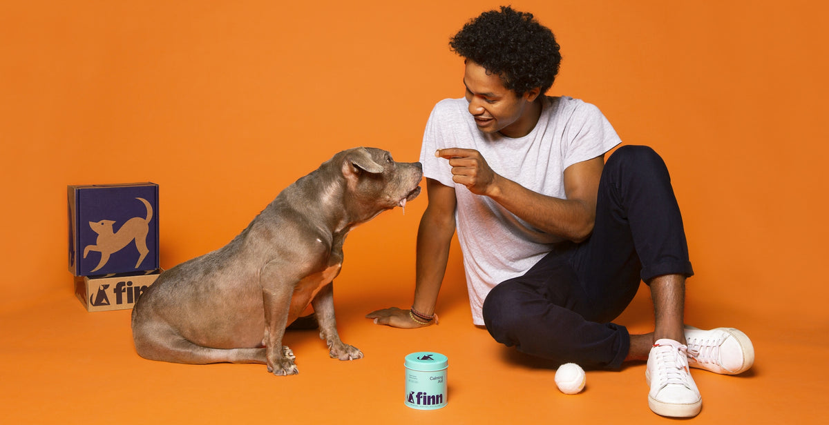 Young man in white shirt sitting cross-legged on orange background, pointing at gray pit bull dog next to blue Finn pet product container.