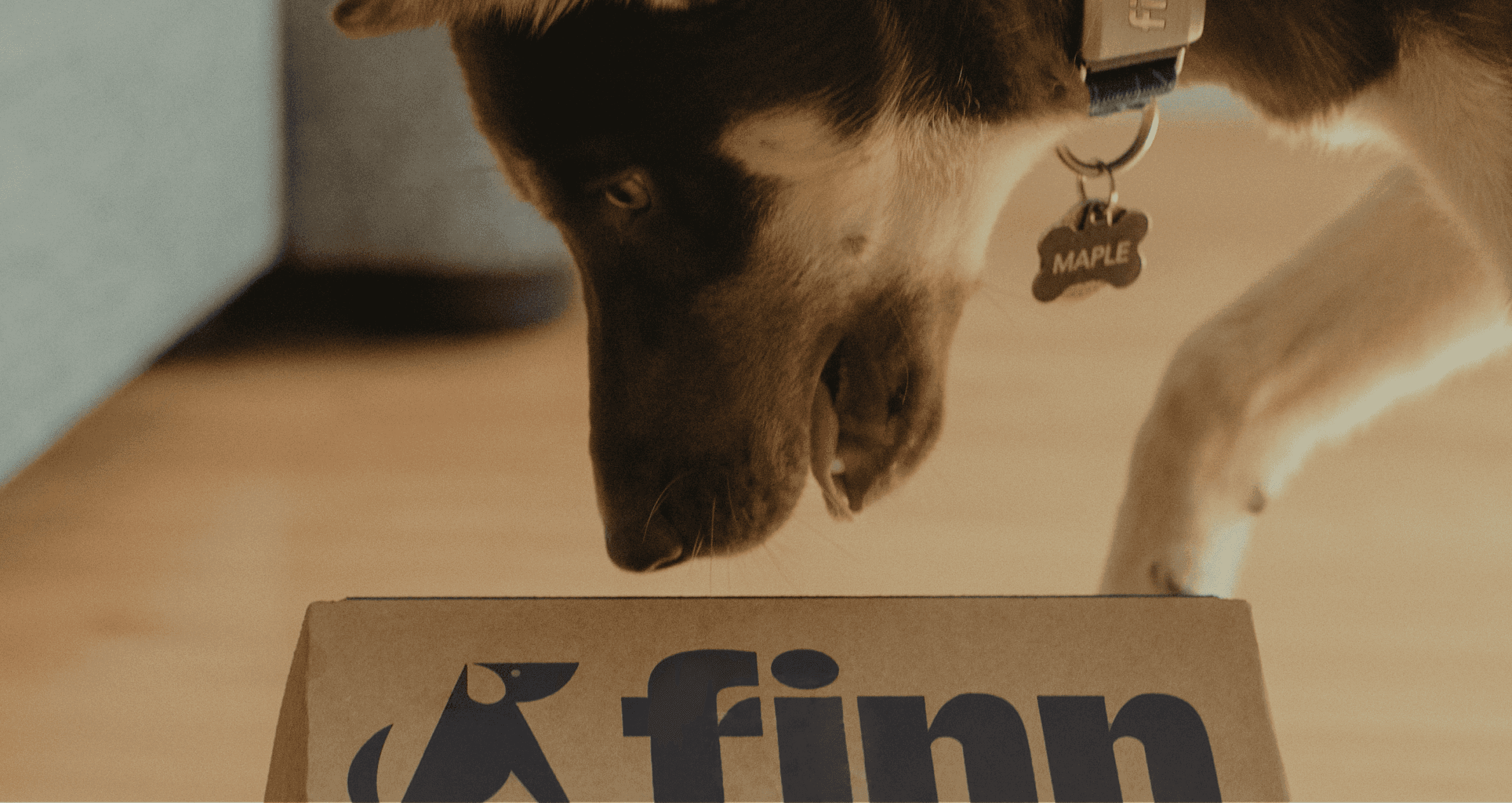 Dog sniffing a cardboard box with 'finn' branding on a wooden floor.