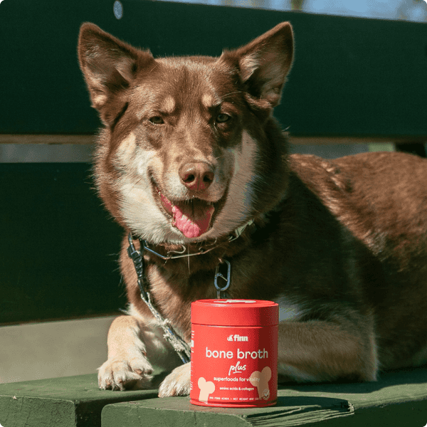 Brown and white dog with pointed ears sitting next to red bone broth supplement container on wooden surface