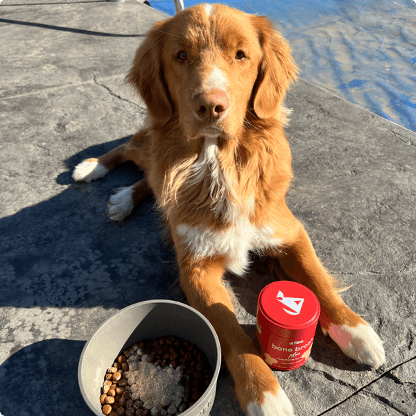 Golden and white dog named Moose sitting by water with food bowl and red treat container on concrete surface