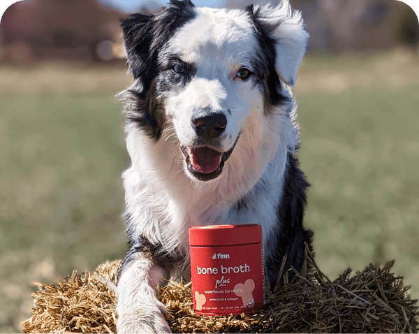 Happy black and white dog sitting in hay with red bone broth supplement container in outdoor field setting