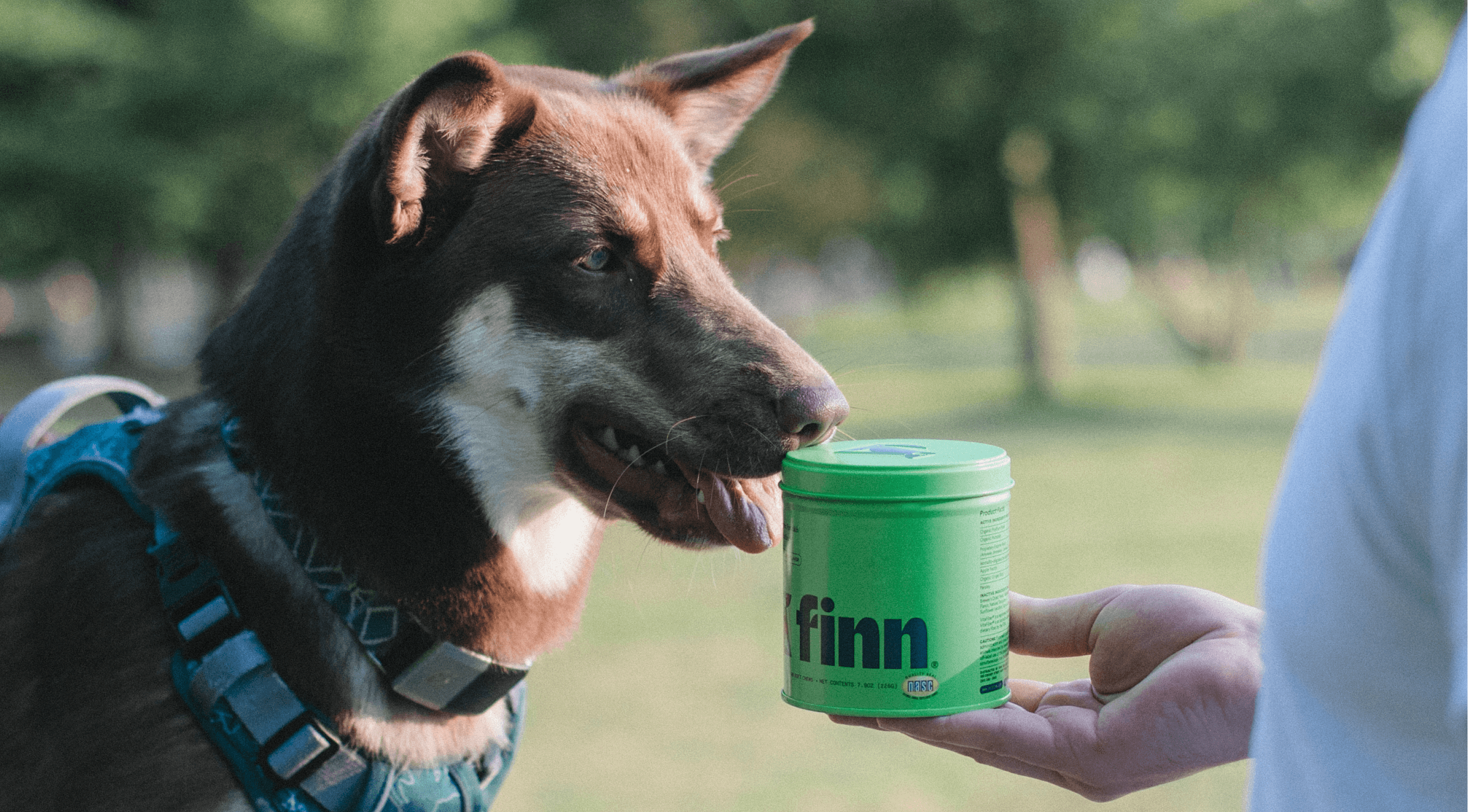 Dog with harness licking green Finn canister held by person's hand in outdoor park setting