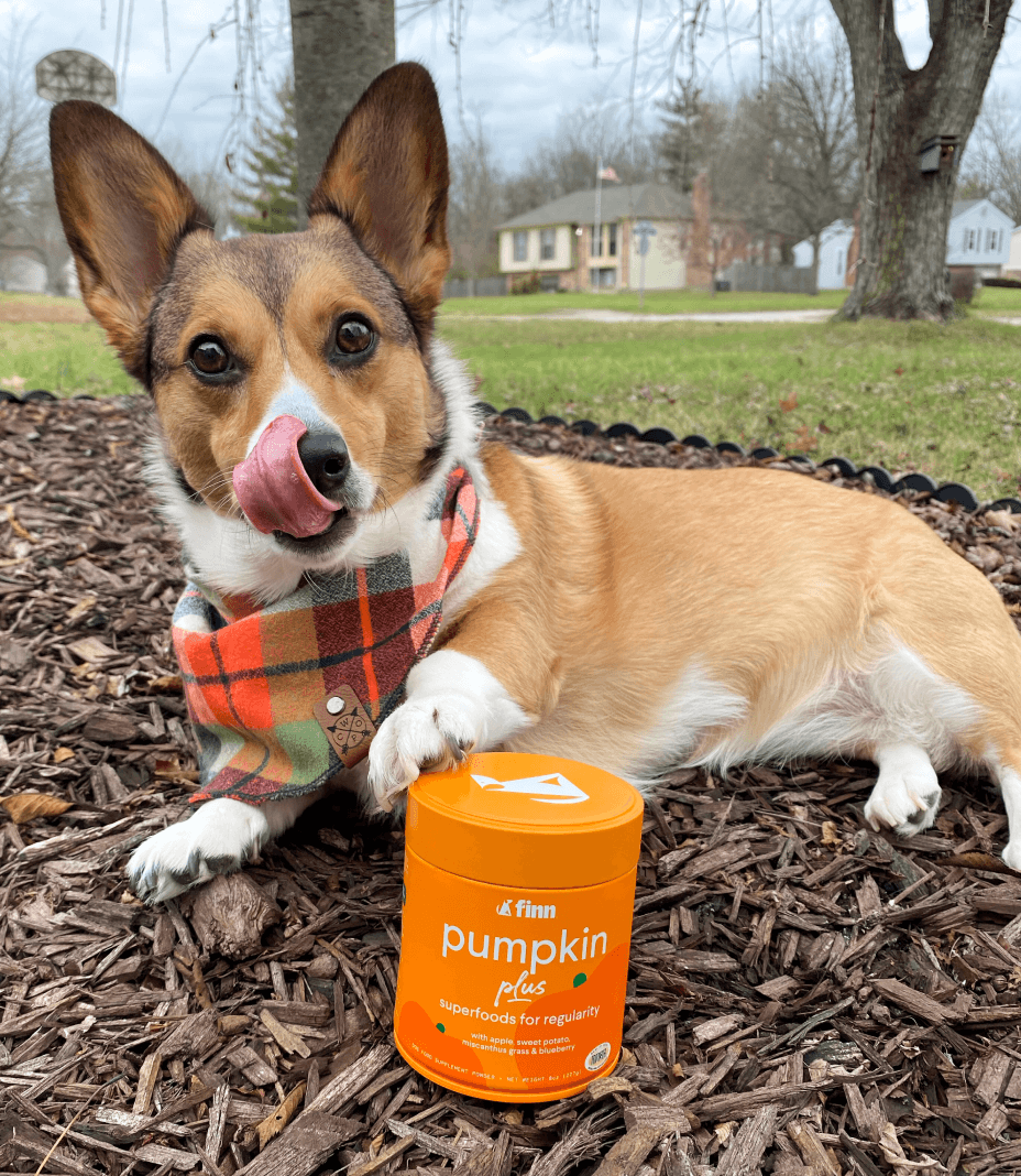Happy corgi with tongue out wearing plaid bandana sits on mulch next to orange Finn Pumpkin Plus supplement container in yard