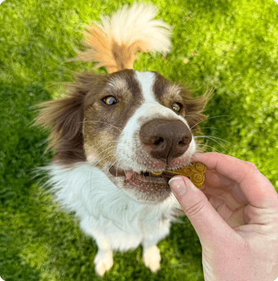 Brown and white dog with colorful mohawk sitting on green grass, looking up at hand offering a treat
