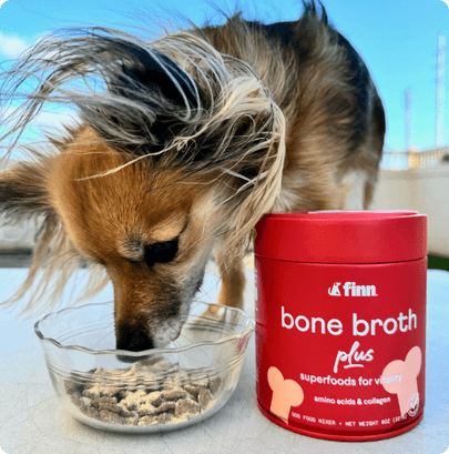 Small dog with flowing hair eating from glass bowl next to red Finn bone broth plus container outdoors