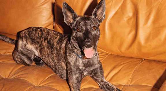 Brindle dog with pointed ears lying on orange leather couch with tongue out