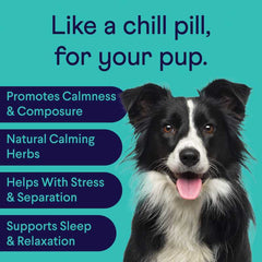 Border collie dog on teal background with text about calming benefits including stress relief and sleep support
