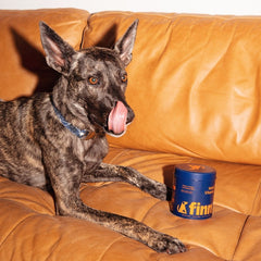 Gray brindle dog with tongue out sitting on orange leather couch next to blue supplement container
