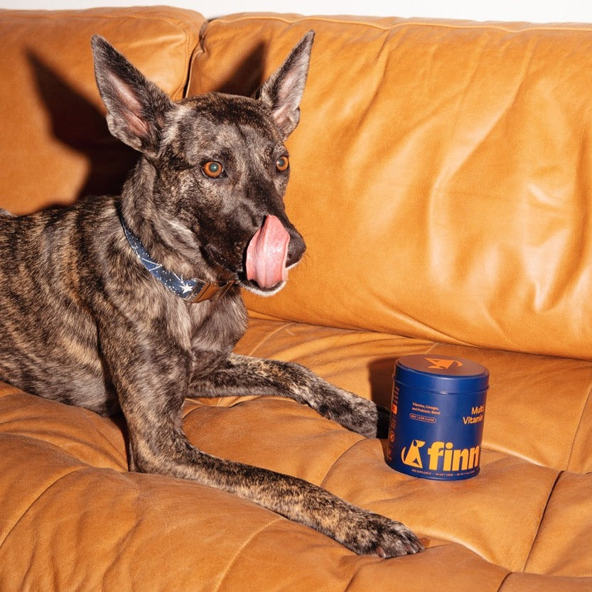Brindle dog with tongue out sitting on orange leather couch next to blue container labeled "Finn"