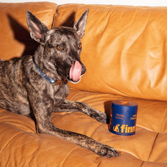 Brindle dog with tongue out sitting on orange leather couch next to blue container labeled "Finn"