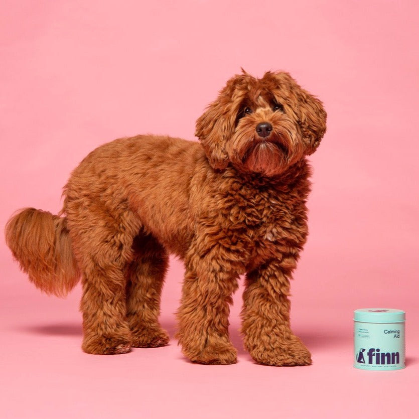 Fluffy reddish-brown poodle standing on pink background next to small mint green container labeled "Finn"