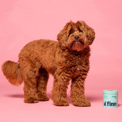 Fluffy reddish-brown poodle standing on pink background next to small mint green container labeled "Finn"