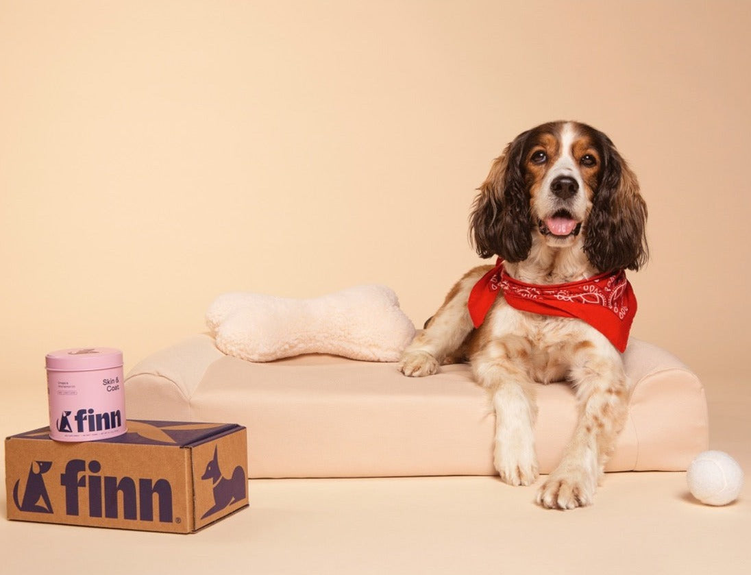 Dog laying on dog bed with Finn Skin & Coat supplements