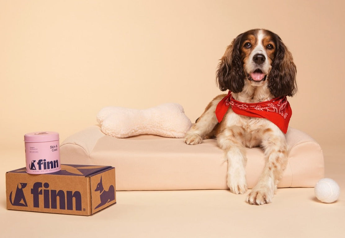 Dog with red bandana sits on beige chair next to Finn pet product box and container in studio setting