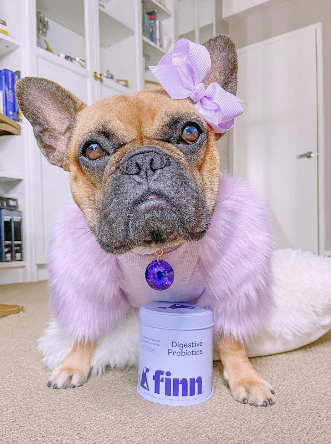French Bulldog wearing purple bow and fluffy coat sitting next to Finn Digestive Probiotics container in white kitchen