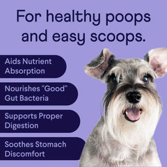 Happy gray and white schnauzer dog on purple background with text listing digestive health benefits for pets