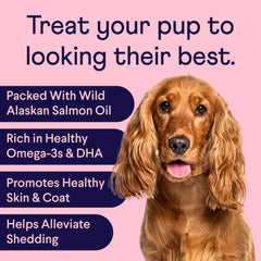 Golden cocker spaniel on pink background with text listing salmon oil benefits for dogs' skin and coat health