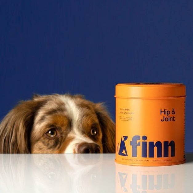 Brown and white Australian Shepherd dog peering over white surface next to orange Finn Hip & Joint supplement container against blue background.