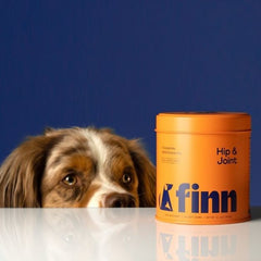 Brown and white Australian Shepherd dog peering over white surface next to orange Finn Hip & Joint supplement container against blue background.