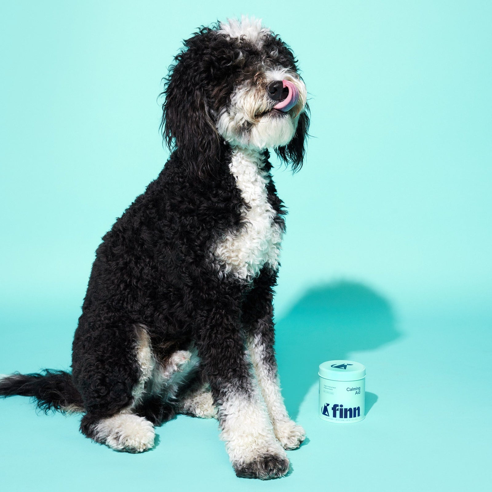 Black and white curly-haired dog sitting on turquoise background with tongue out, next to white Finn brand product container