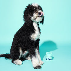 Black and white curly-haired dog sitting next to a white container labeled "finn" against a light blue background