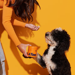Woman in orange sweater giving treat to black and white curly-haired dog from orange Finn container against yellow background