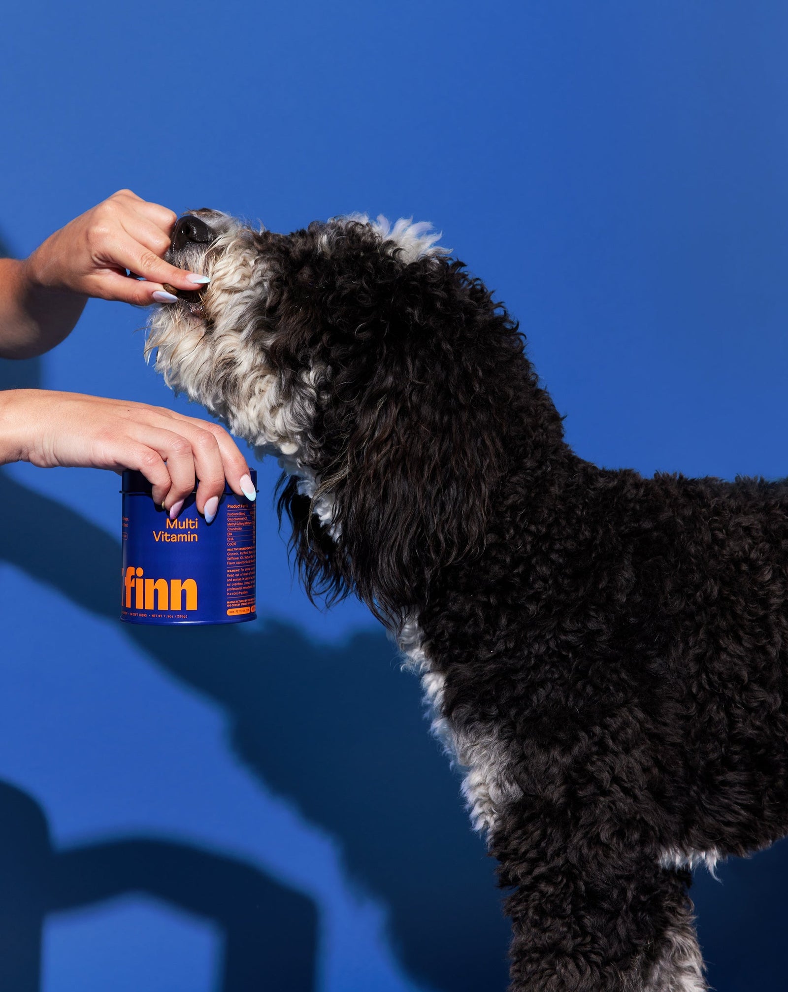 Person giving black and white curly-haired dog a vitamin supplement from orange Finn Multi Vitamin bottle against blue background
