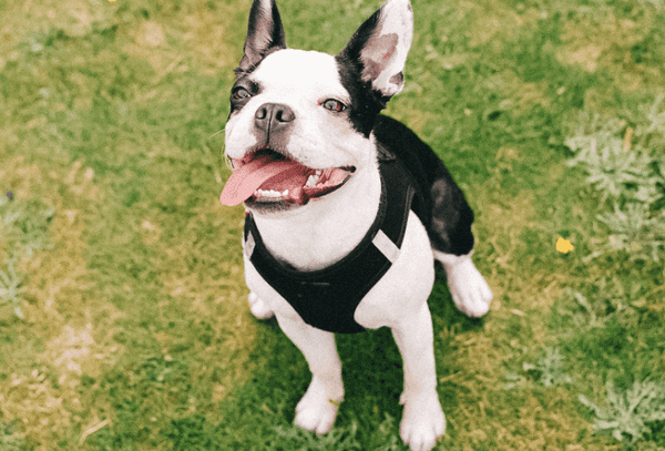 can you give a boston terrier benadryl