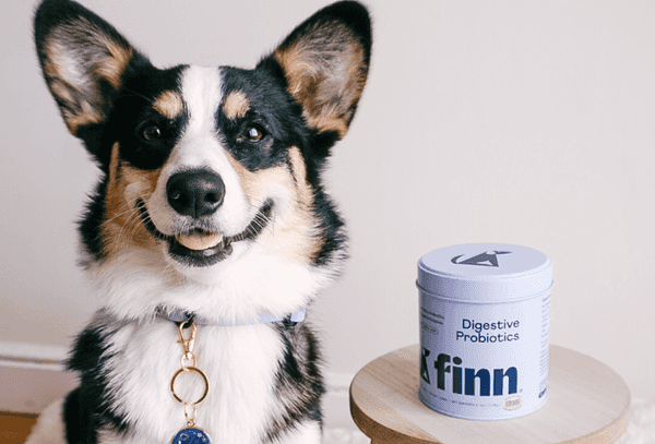 is align probiotic safe for dogs